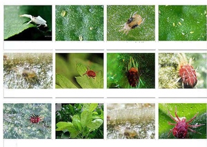 Etoxazole 20% SC 110 g/l Citrus Fruit Tree Mite Egg Red Spider Mites Agriculture High Effective Pesticide <strong>Acaricide</strong> - Product Image 2