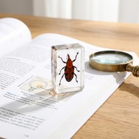 Spécimen de résine encrée d'animaux réels (locuste, guêpe, abeille, fourmi, araignée) pour collection