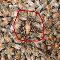 Gelée royale, lait de larve d'abeille lyophilisé en poudre du Shaanxi, modèle cinq mille six cent quatre-vingts