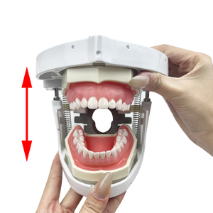 YOUYA DENTAL MX-108 Modèle de tête et de corps de mannequin pour la formation dentaire, équipement de pratique pour l'enseignement en dentisterie - Product Image 4
