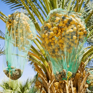 为阿曼迪拜市场制造80X100cm厘米聚乙烯枣棕榈树包，带聚乙烯黑色拉绳 - Product Image 1