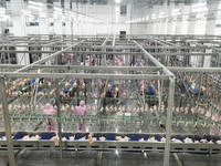 Équipement d'abattoir halal pour volailles, machine d'abattage clé en main pour volailles, machine d'épluchage des plumes de poulet