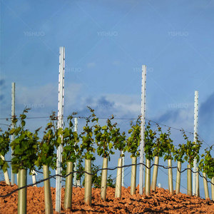 2.2meter Hot Dipped Galvanized Steel Grape Stake,Vineyard <strong>Trellis</strong> Post, Grape <strong>Pole</strong> for Sale