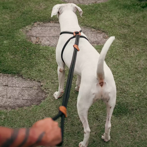 Correa para Perros Manos Libres YY, Correa Larga para Mascotas, Correas Ajustables para Perros y Arnés para Entrenamiento - Product Image 4