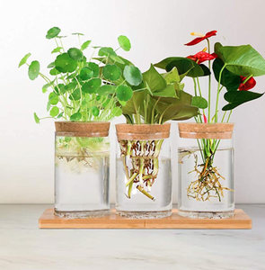 Desktop Plant Terrarium <strong>Propogation</strong> Station - Product Image 4