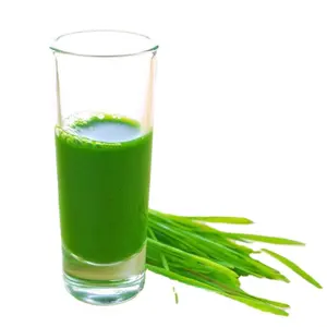 Odm OEM nhà máy chiết xuất bổ sung hữu cơ Wheatgrass lúa mì nước trái cây cỏ bột