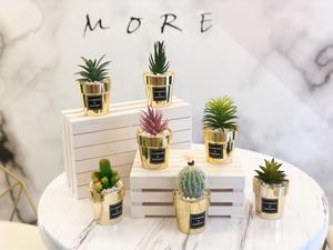 Mini Simulation Plantes Succulentes Table En Pot Décoratif Plantes De <span class=keywords><strong>Cactus</strong></span> Artificielles VP-HL004 - Product Image 4