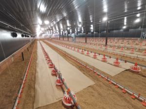 Gà tự động Gà Thịt phẳng nâng cao hệ thống nú<span class=keywords><strong>m</strong></span> vú uống Gà Gia cầ<span class=keywords><strong>m</strong></span> Lọc medictor chống tắc nghẽn gia cầ<span class=keywords><strong>m</strong></span> - Product Image 2