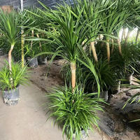 Arbres Ornamentaux Naturels d'Intérieur, Plantes Dragon en Pot, Vente en Gros de Dracaena Draco, Véritables Arbres Vivants pour la Décoration de la Maison et du Bureau