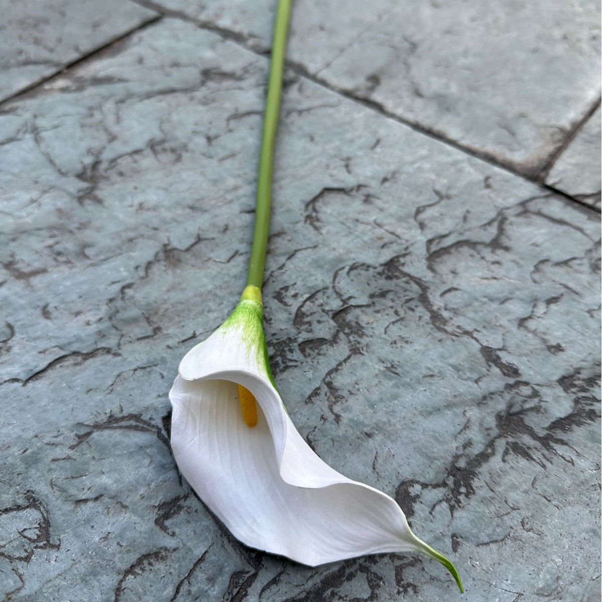 Little eva calla white