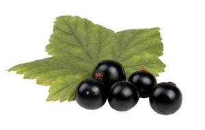 Bubuk Ekstrak Buah Maquiberry <span class=keywords><strong>Maqui</strong></span> <span class=keywords><strong>Berry</strong></span> - Product Image 2