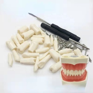 Modelo de Dientes Endodónticos Plegable de Resina ZZSU SD-5689, Tamaño Natural, para Entrenamiento Dental y Demostración de Cuidado del Paciente - Product Image 4