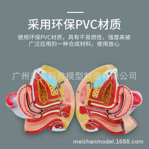Anatomie reproductive féminine ; modèles anatomiques des organes reproducteurs internes et externes ; modèles anatomiques du vagin - Product Image 4