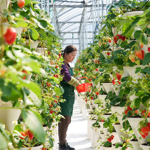 Serre commerciale australienne pour fraises 8x30m avec système hydroponique et contrôle climatique automatique |   Conception à haut rendement - Product Image 4