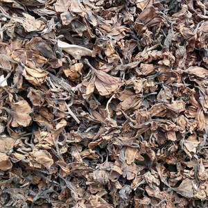 FLOR DE PLUMERIA SECADA DE ALTA CALIDAD - BUEN PRECIO - Product Image 1