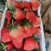 Fraise