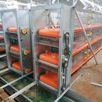 Fourniture directe d'usine de haute qualité cages à cailles de pondeuse automatique à vendre avec plateaux à œufs de caille Travail facile