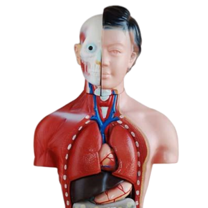 Modèle médical ADA Torse masculin 85CM 19 pièces et torse féminin 42CM 15 pièces pour outil d'enseignement médical de démonstration de maladie - Product Image 5