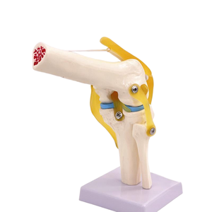 Modelo Anatómico Funcional de Rodilla Humana <span class=keywords><strong>con</strong></span> Ligamentos para Demostración en Enseñanza Médica - Product Image 3