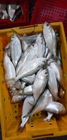 Poisson Hilsa entier surgelé IQF, fruits de mer du Vietnam - 10 kg, qualité A, 15-20 cm