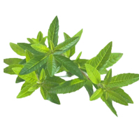 Prix de gros de l'extrait de verveine citronnelle feuille de verveine citronnelle poudre d'extrait de verveine citronnelle