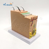 Modelo de Anatomía de Piel Humana Ampliado 70 Veces, Modelo 3D de Sección de Piel con Cabello y Estructura de Tejidos para Enseñanza Médica