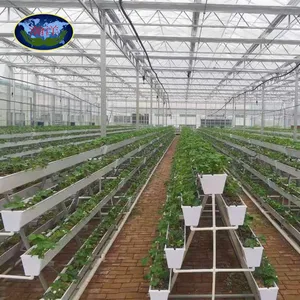 Multi-span gutter conectado greenhouse de policarbonato agrícola para plantio de sistema hidropônico