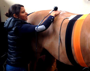 Peralatan mesin terapi fisik pereda nyeri, peralatan mesin terapi fisik tetar hewan keling - Product Image 2