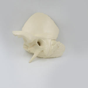 <span class=keywords><strong>Model</strong></span> anatomi tulang <span class=keywords><strong>Temporal</strong></span> perbesaran 5X-2-bagian dengan detail telinga/Tengah - Product Image 3