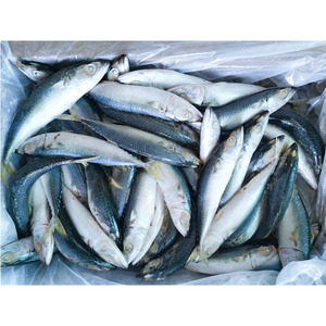 Sgombro del Pacifico Congelato BQF all'Ingrosso 500g o più, Pesce Congelato Sfuso per Importatori - Product Image 2