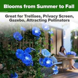 Home Grown USDA Premium Heavenly Blue Morning Glory Heirloom Non-GMO Flower Garden atrae polinizadores pájaros (<span class=keywords><strong>Ipomoea</strong></span> - Product Image 6