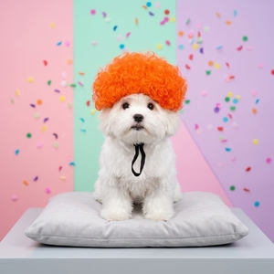 Perruques pour animaux de compagnie HLC ODM Halloween, perruques colorées bouclées pour animaux de compagnie, perruques de fête pour chiens et chats, accessoires de tête pour animaux de compagnie pour carnaval, cosplay amusant, OEM - Product Image 6