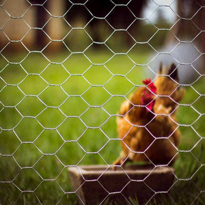 Rust‑resistant Hexagonal Chicken <b>Wire</b> <b>Mesh</b> Roll Low Carbon <b>Wire</b> for Outdoor Animal Cage Fence - Product Image 6