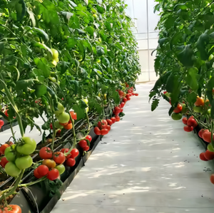 Abreuvoir de plantation moderne et écologique en PP pour la culture de fruits verts frais, carré, sans sol, ferme simple pour le sol - Product Image 5