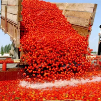 Solution clé en main industrielle pour la fabrication de tomates, ligne de production de purée de tomates, de ketchup et de sauce avec conditionnement en conserve