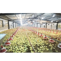 Bâtiment d'élevage avicole pour poulets