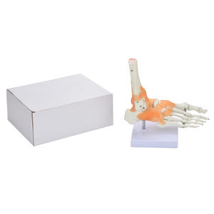 CBM-011B <span class=keywords><strong>de</strong></span> tamaño real para <span class=keywords><strong>enseñanza</strong></span>, articulación <span class=keywords><strong>de</strong></span> pie con ligamento, esqueleto <span class=keywords><strong>de</strong></span> pie, modelo para <span class=keywords><strong>Aprendizaje</strong></span> <span class=keywords><strong>de</strong></span> Estudiante - Product Image 4