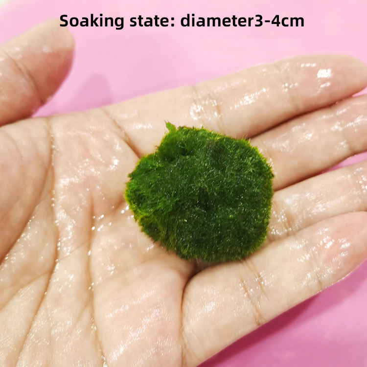 Palla di muschio 3-4cm