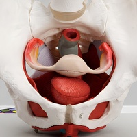 Modèle anatomique des organes génitaux féminins et des muscles du plancher pelvien en PVC pour la science médicale