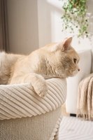 Tour pour chat moderne en velours côtelé beige avec deux couchages cachés, bordure en corde, maisonnette ronde compacte pour chat d'intérieur avec boule suspendue