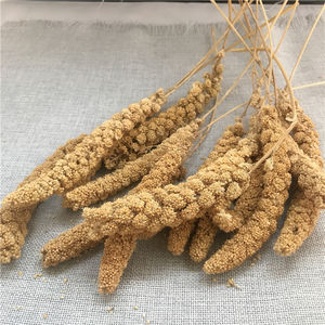 Gu Sui Bulk Nieuwe Oogst Gierst Geel Vogel Voedsel Geel Millets Icker Voor Vogels - Product Image 4