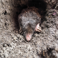 Pièges à souris galvanisés en métal faciles à régler Piège à souris à griffes de rat en acier