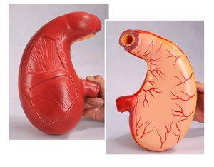 Modelo <span class=keywords><strong>de</strong></span> estómago <span class=keywords><strong>de</strong></span> Anatomía <span class=keywords><strong>de</strong></span> alta calidad <span class=keywords><strong>de</strong></span> PVC, modelo <span class=keywords><strong>de</strong></span> estómago humano educativo, modelo <span class=keywords><strong>de</strong></span> estómago <span class=keywords><strong>de</strong></span> ciencia médica <span class=keywords><strong>de</strong></span> plástico - Product Image 3