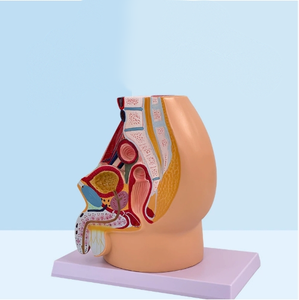 Nữ hệ thống tiết niệu và sinh sản Mẫu giải phẫu y học của cơ thể con người giảng dạy mô phỏng mô hình vùng chậu nữ - Product Image 4