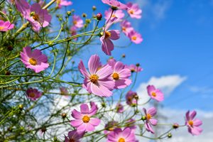 Set di 50 Bustine di Semi di Fiori Annuali Cosmos Early Sensation Biologici per Uso Pensile o a Terra per Creare <span class=keywords><strong>il</strong></span> Tuo Giardino <span class=keywords><strong>dei</strong></span> <span class=keywords><strong>Sogni</strong></span> - Product Image 5