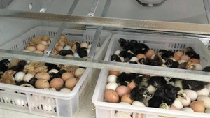 Tự động năng lượng mặt trời trứng lồng ấp và nở máy 3000 trứng công suất điều kiện mới nở và Setter trong một đơn vị - Product Image 4