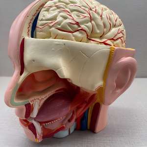 Modèle d'anatomie de l'artère crânienne humaine avec cerveau - Modèle de dissection de l'artère cérébrale pour l'enseignement de <span class=keywords><strong>la</strong></span> <span class=keywords><strong>neurosciences</strong></span> - Product Image 3