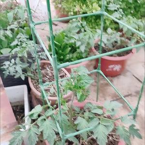 Cage à tomates d'extérieur, treillis pour plantes grimpantes, support pour tomates, concombres, aubergines, légumes végétaux - Product Image 4