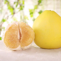 Extrait de pamplemousse en poudre de pamplemousse de qualité alimentaire d'approvisionnement en stock