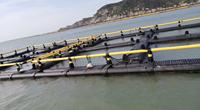 4x4m filets de pêche de haute qualité, moins chers, petite cage, piège à poulpe